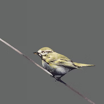 Yellow Browed Warbler by Ron Lawson