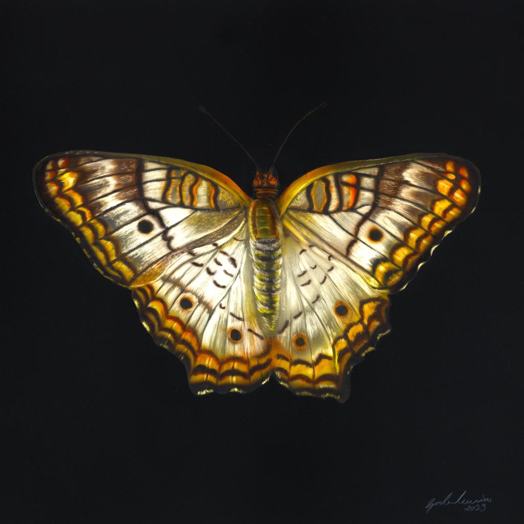 Original Eurytide Kite by Gordon Corrins