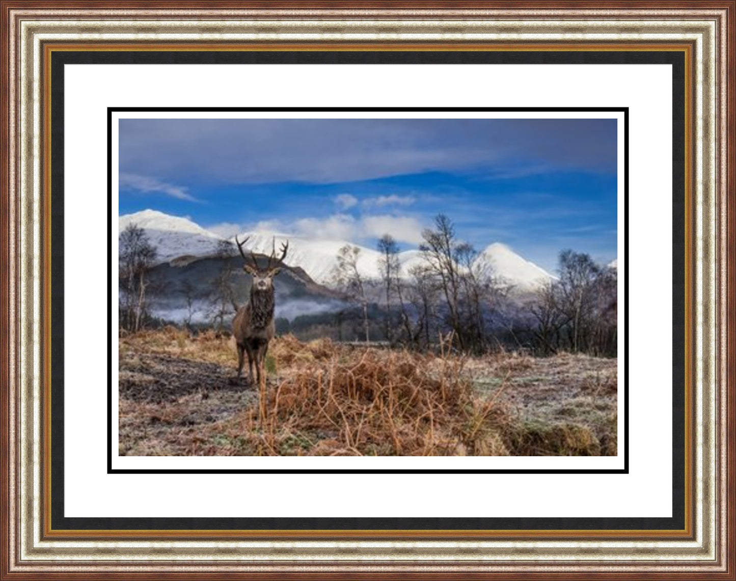 Glen Etive Stag by John Pow