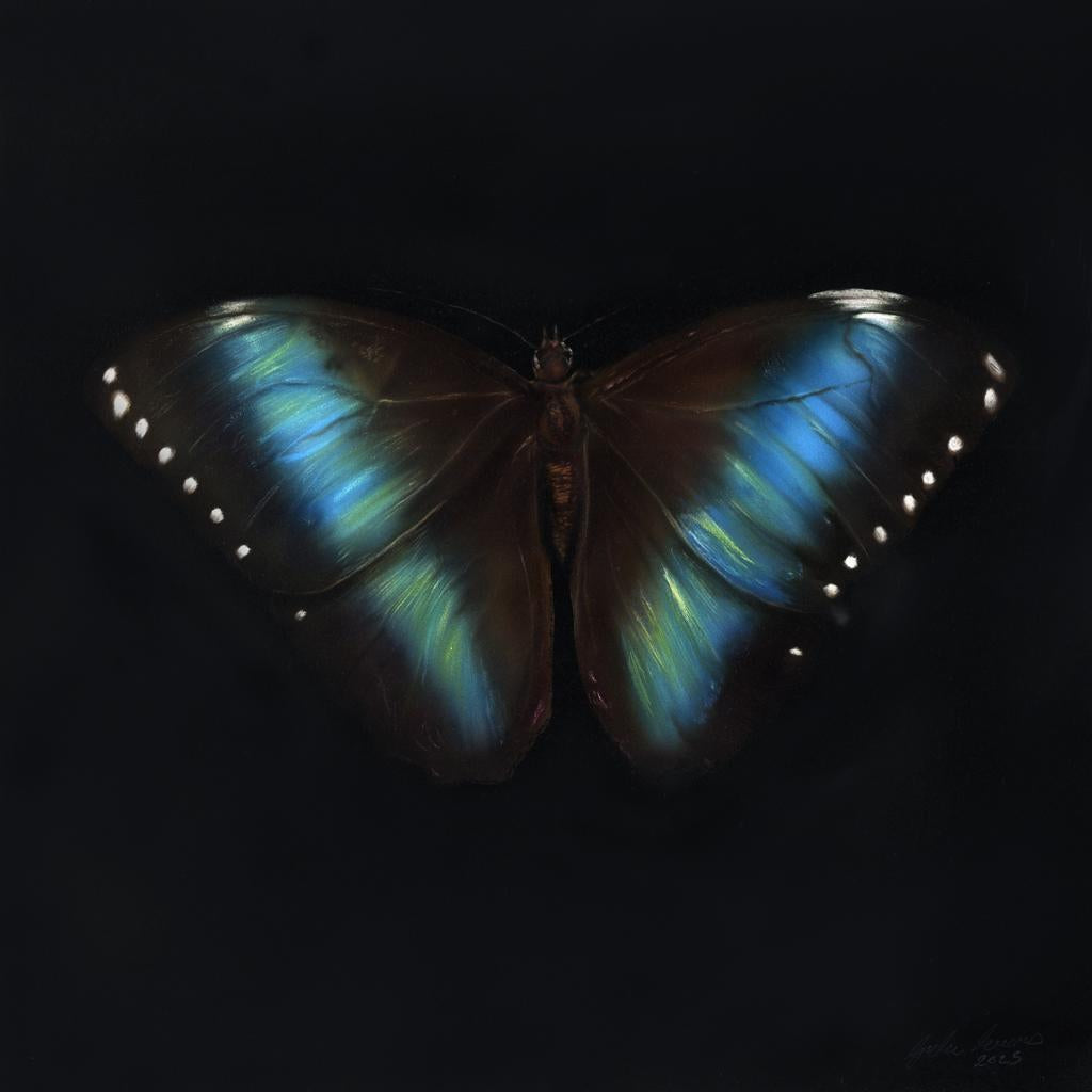 Original Morpho Achillies by Gordon Corrins