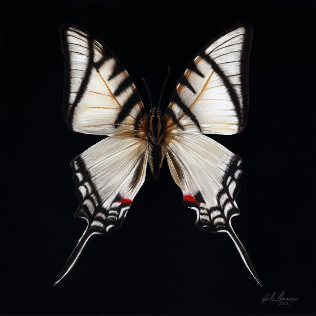 Original Peacock Swallowtail by Gordon Corrins