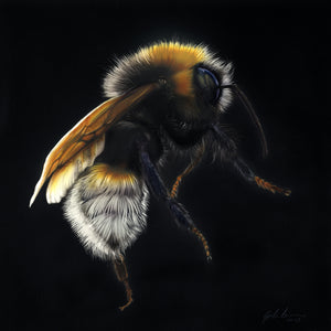 Original To Bee by Gordon Corrins