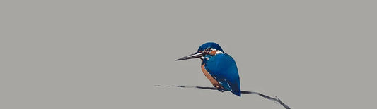Kingfisher by Ron Lawson
