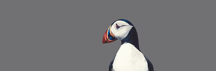 Puffin Portrait by Ron Lawson