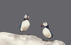 Lunga Puffins by Ron Lawson